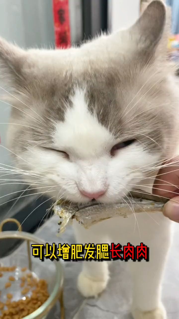 想要猫咪增肥发腮!可以试试这个香酥满籽的多春鱼冻干,挑食的猫咪也爱吃哦!
