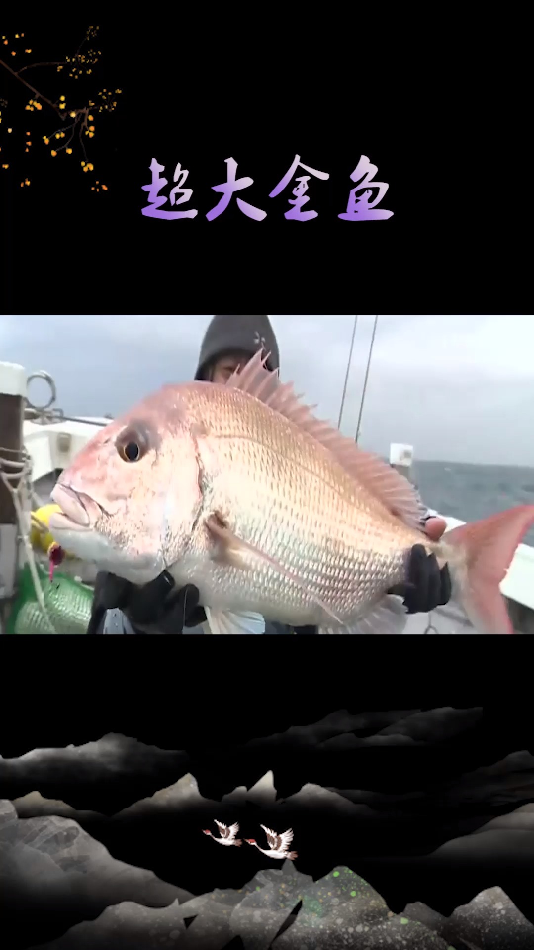 奇闻趣事之超大金鱼