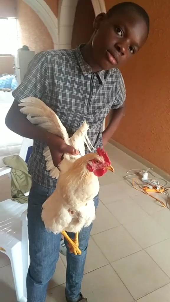 我给了他`两包中国火腿肠,小黑又拉一只鸡来感谢,我给她按市场价买了。丨