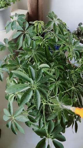 这么好看怎么办?只要老铁点个赞。