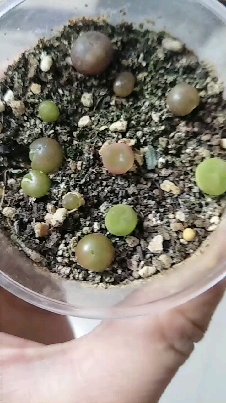 毛汉尼