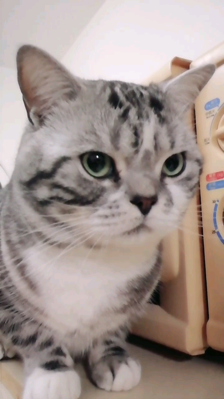 #可爱到爆了#准备把自己变成烤猫肉吗?