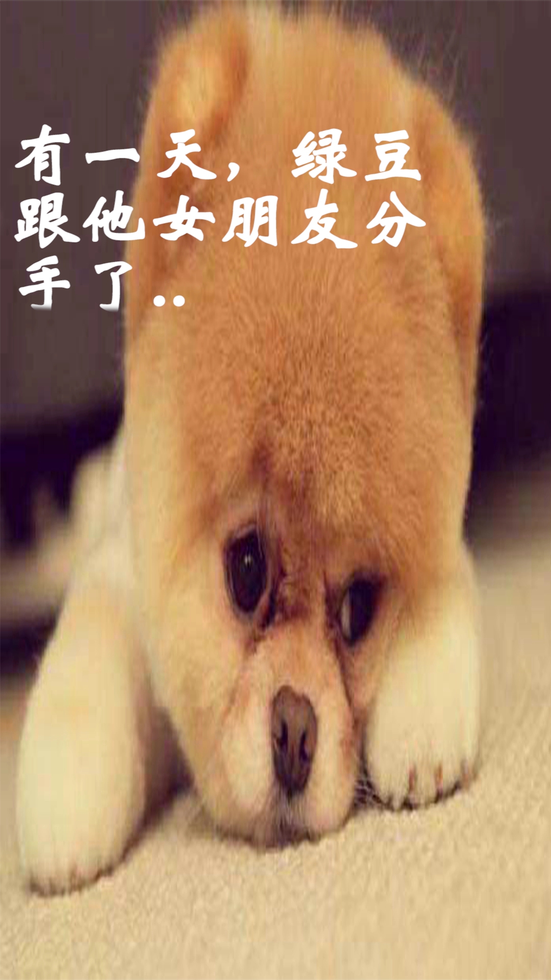 绿豆发芽咯