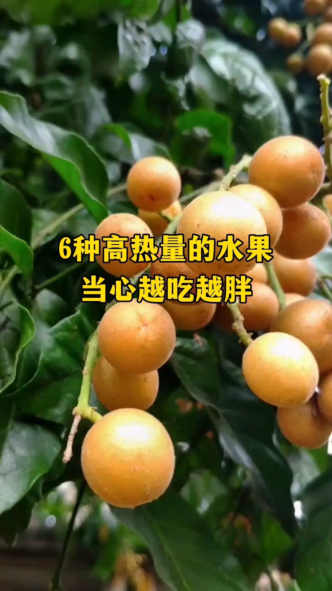 #再不减肥就晚了#6种高热量水果,当心越吃越胖!