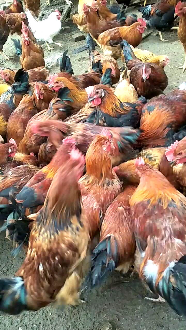 散养鸡的养殖户们最烦的是什么?答案是,鸡病和下雨天,鸡病可以用药控制,但天气不能