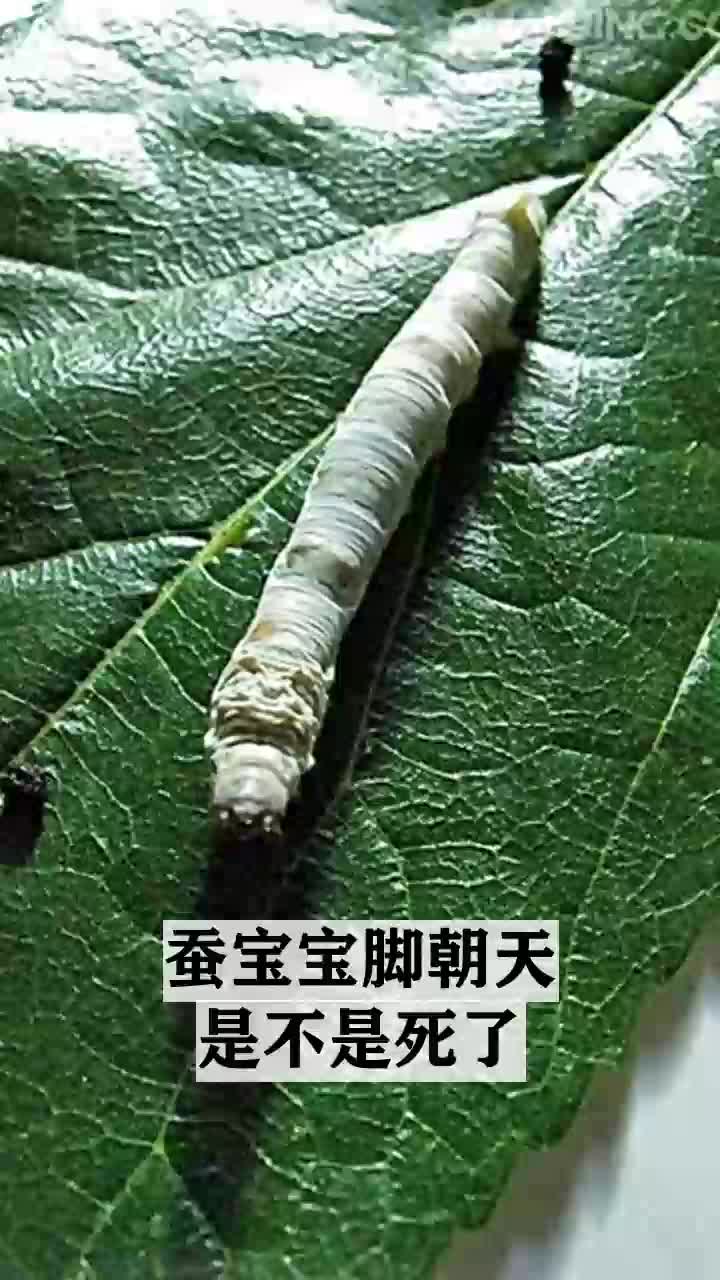 蚕宝宝脚朝天是不是死了