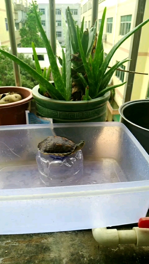 坐井观天,等天鹅,朋友们这是草龟吗?感觉像巴西龟