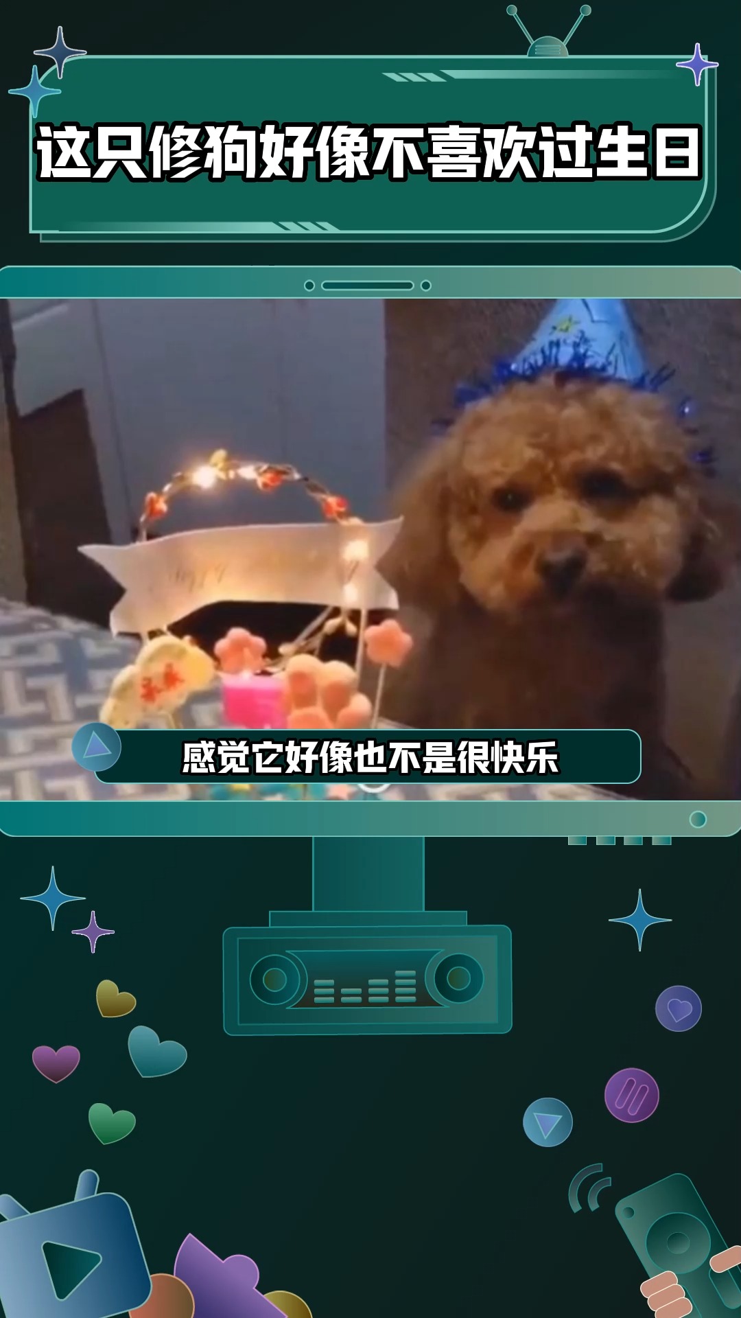 #家有萌宠#妈妈:我给宝过生日呀! 狗:不能吃蛋糕的我快乐不起来