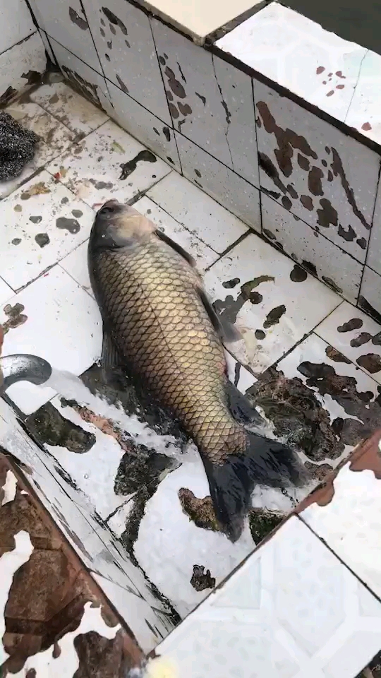 鲫鱼的身子,青鱼的颜色,白莲的头,样子像鲤鱼。各位大神看看像什么鱼