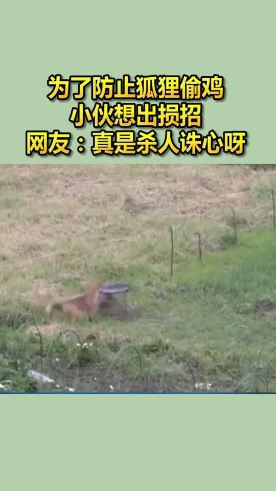 为了防止狐狸偷鸡,小伙不得已只能这样做了