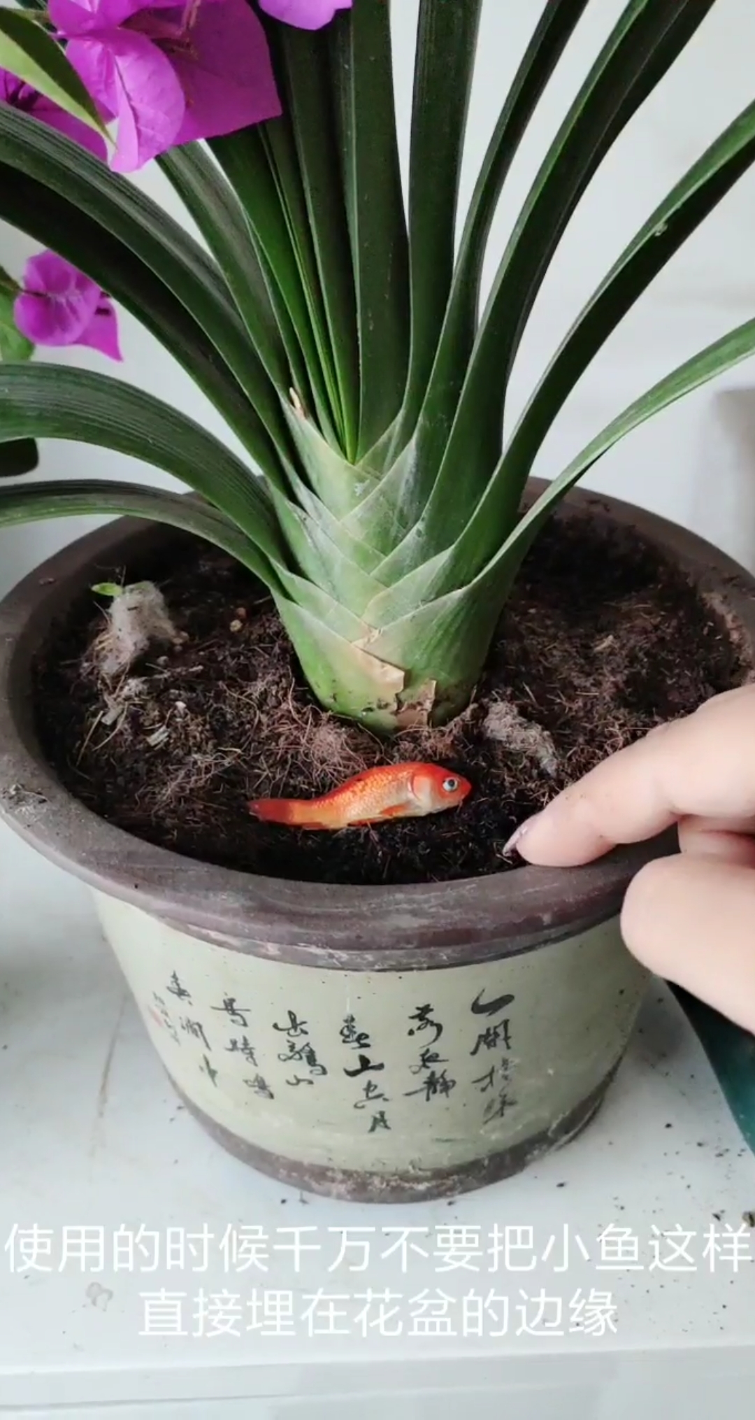 用小金鱼,自制促花肥,肥力足,不能轻易尝试