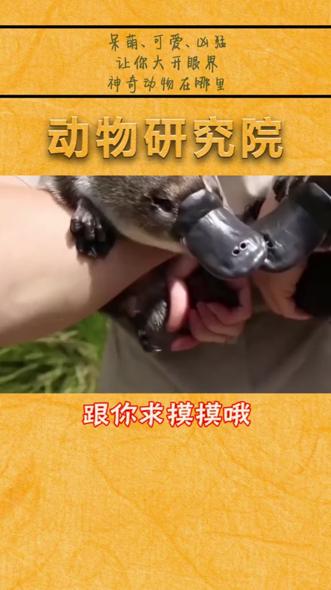 原来神奇宝贝里的可达鸭是真的呀!