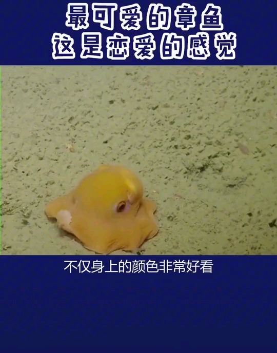 #宠物最可爱的样子#