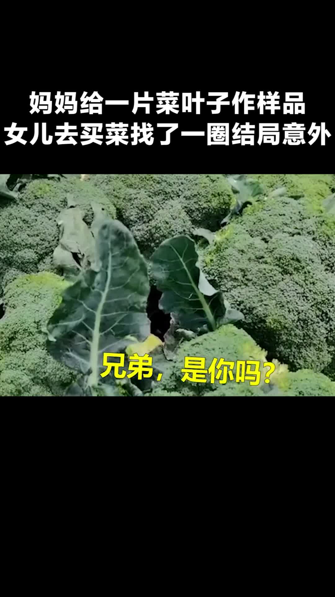 妈妈给一片菜叶子作样品,女儿去买菜找了一圈结局意外