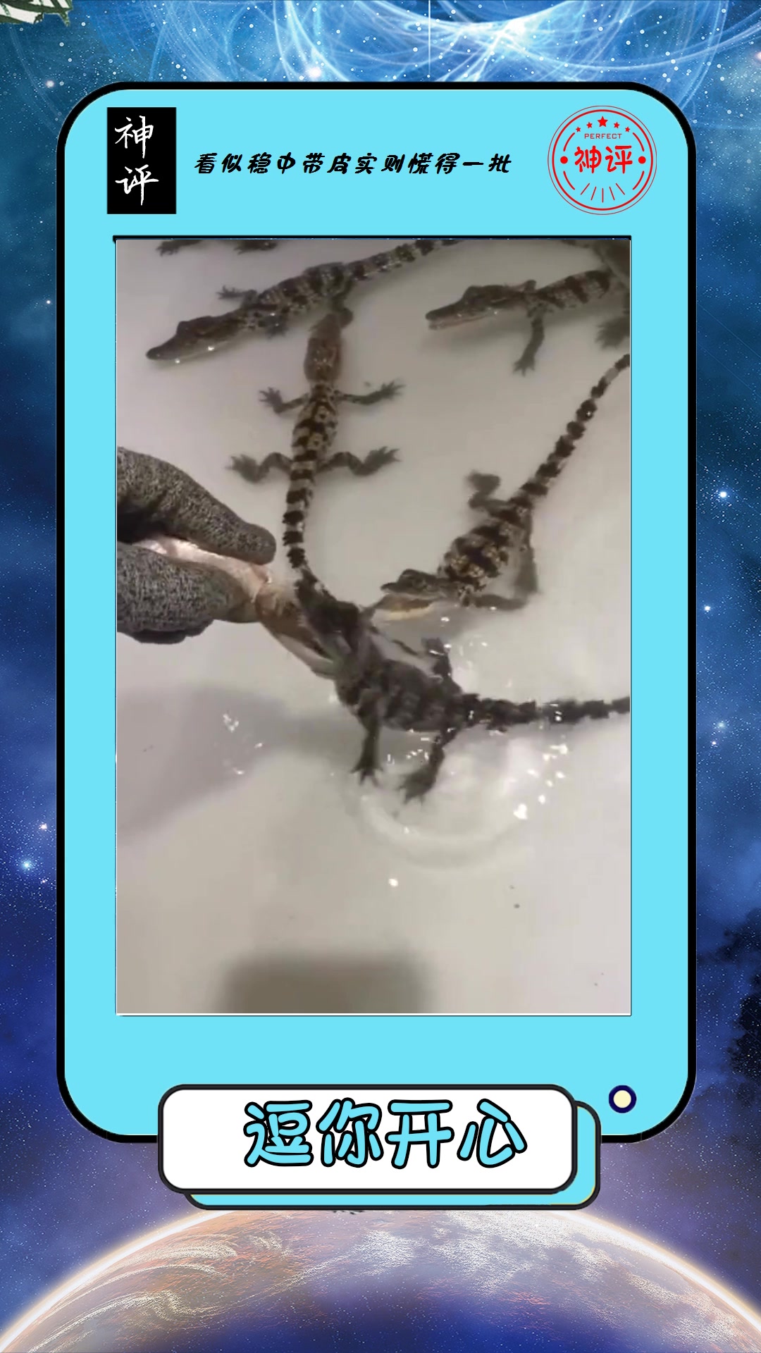 #搞笑#鳄鱼从小就这么凶,怪不得长大之后那么吓人