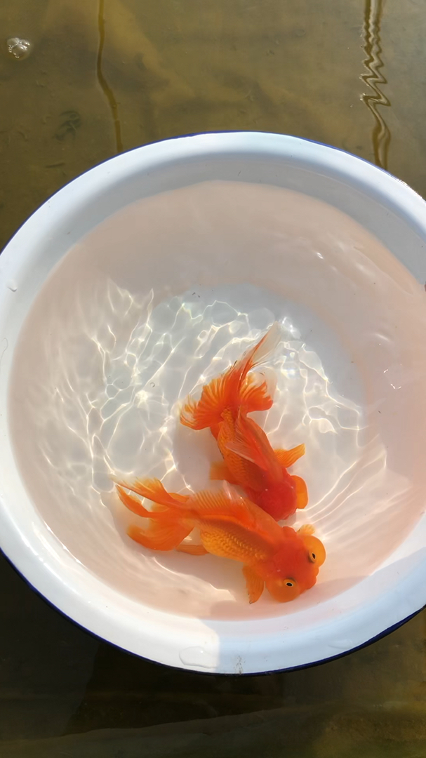 灯笼狮头,蛤蟆头,蛙眼高头。