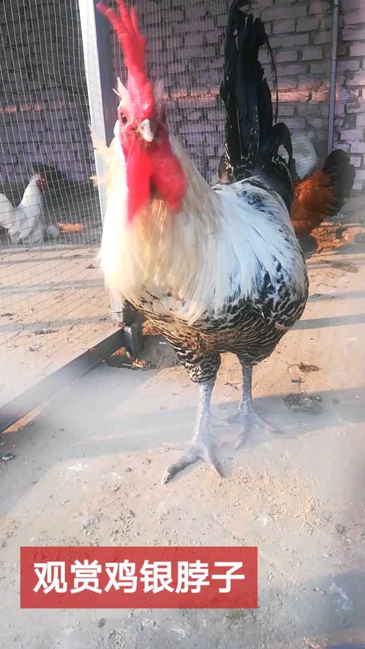 观赏鸡银脖子