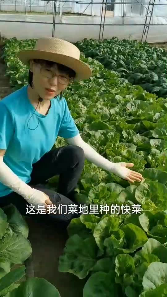 快菜嫩的掐出水,从种到收一个月,耐热也耐寒,现在就可以种