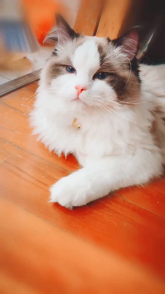 #小小爱宠萌化你#今日份九宫格卖萌“火锅”