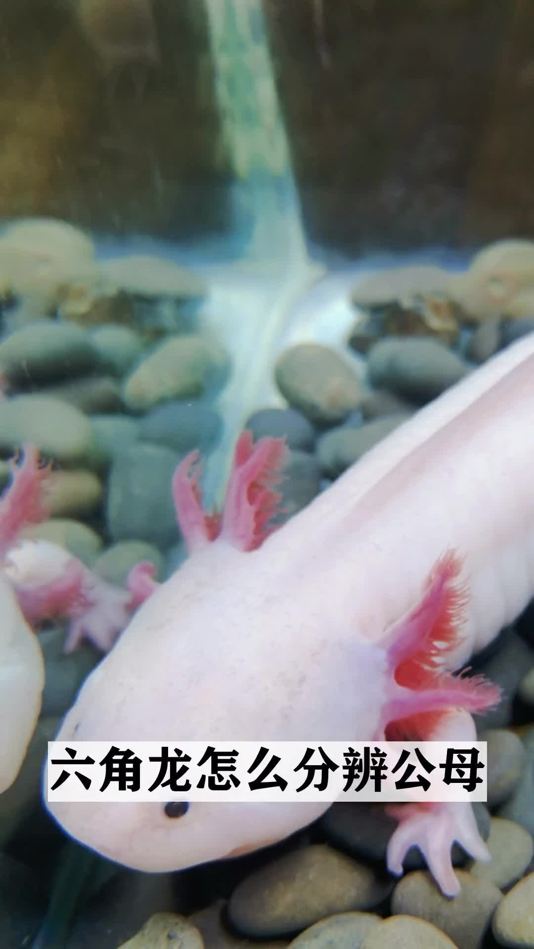 六角龙怎么分辨公母