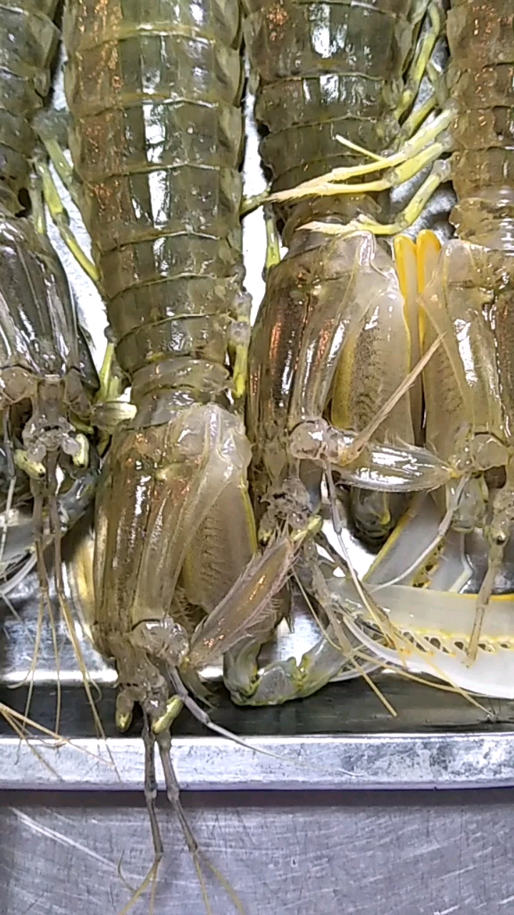 皮皮虾我们走,一起去找蓝朋友(°3°)