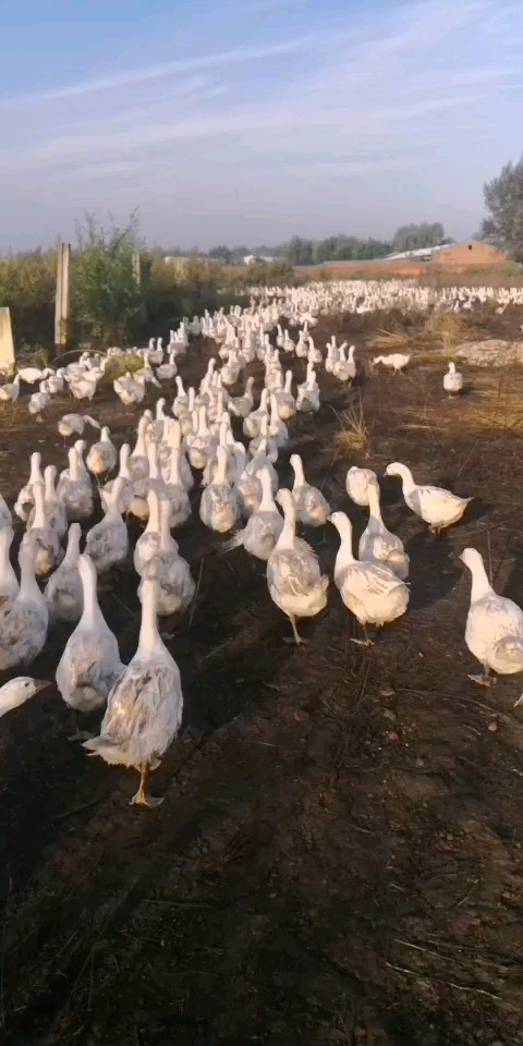 霍尔多巴吉种鹅