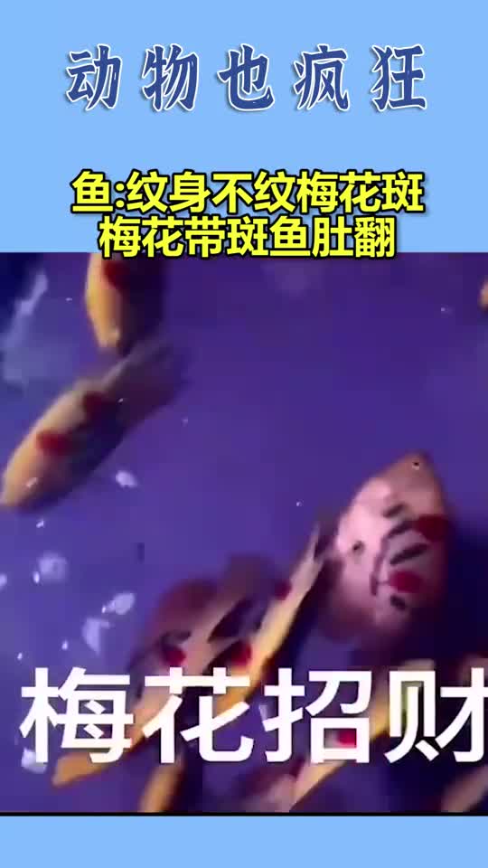 鱼纹身不纹梅花斑,梅花带斑鱼肚翻