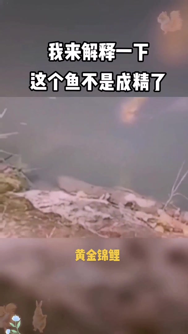 来普及一下,这个是黄金锦鲤,很多人说这鱼成精了,其实不是的,这只是它头上的额斑纹动物动物世