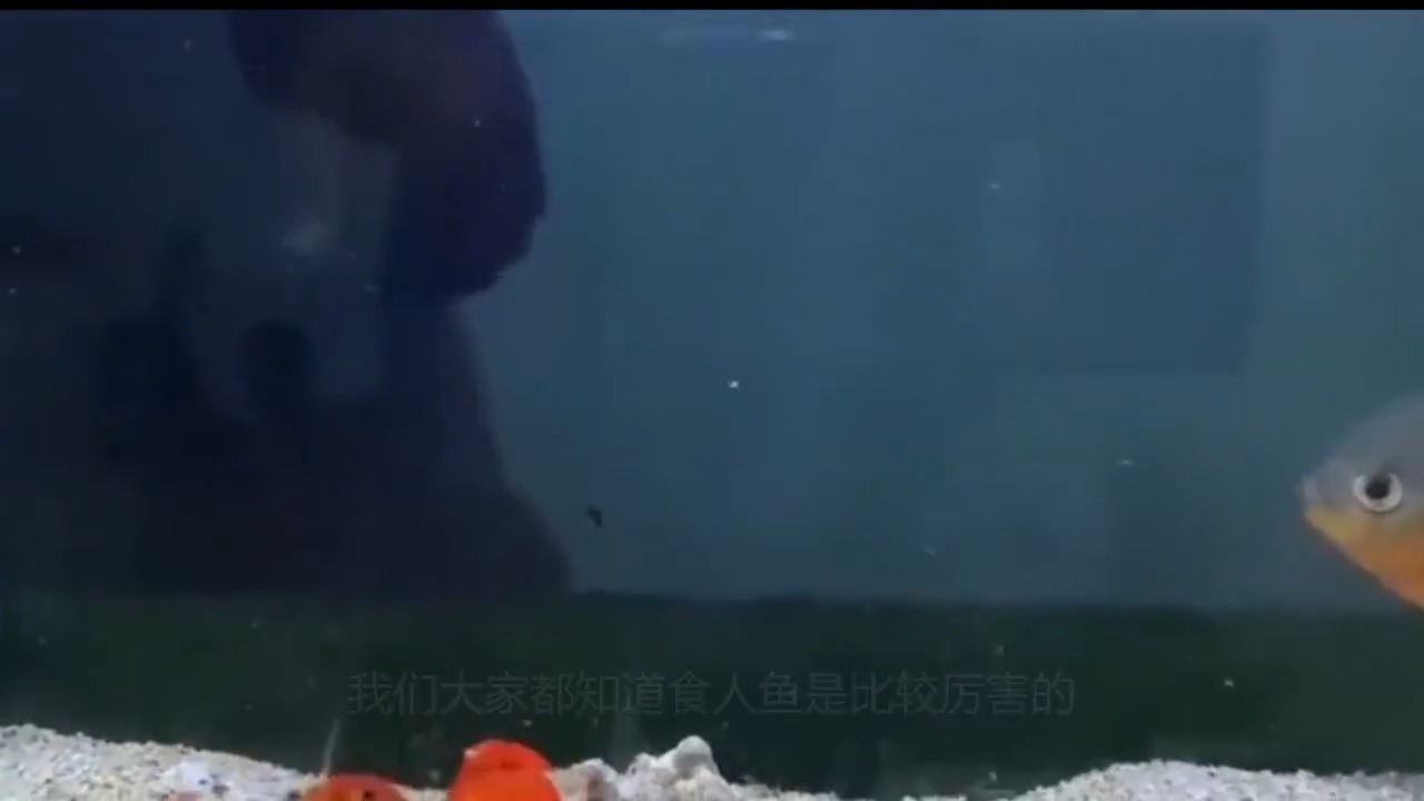 #明星娱乐#食人鱼怕什么?男子扔只龙虾进去,结局却出乎意料!