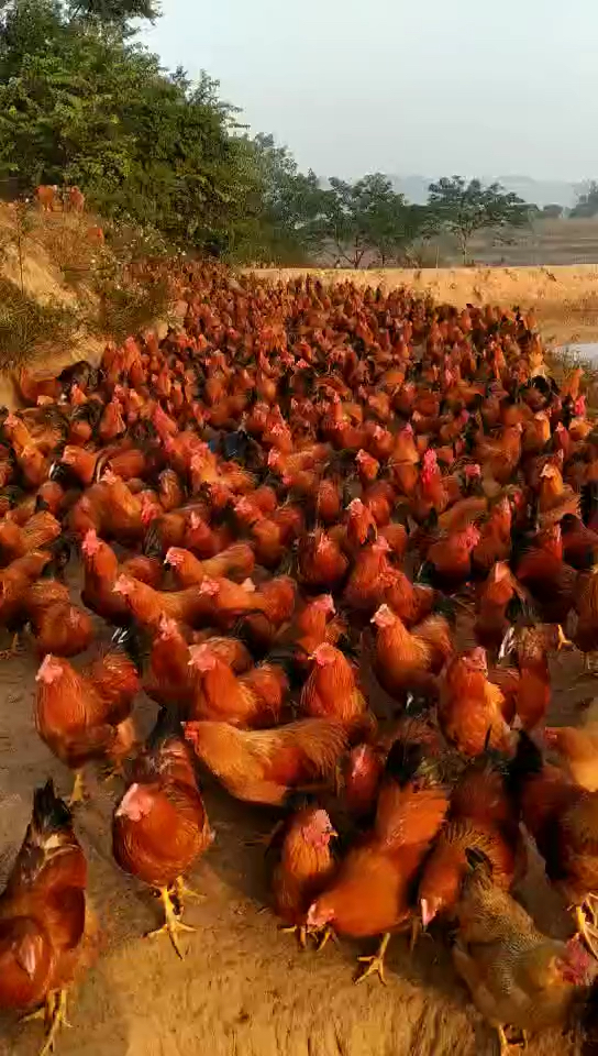 有想吃的嘛东北大公鸡