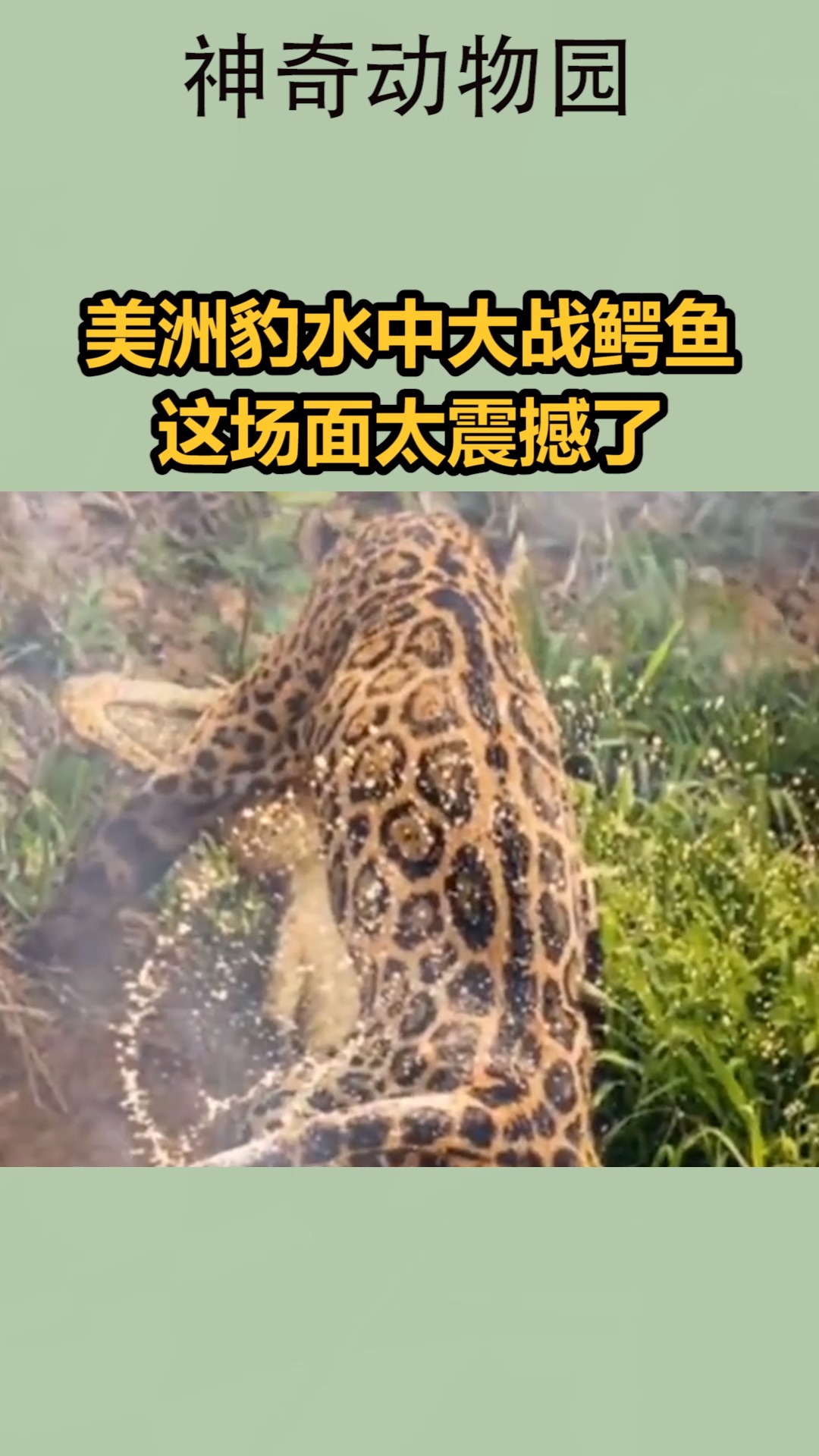 #我要上热门#美洲豹水中大战鳄鱼,这场面太震撼了