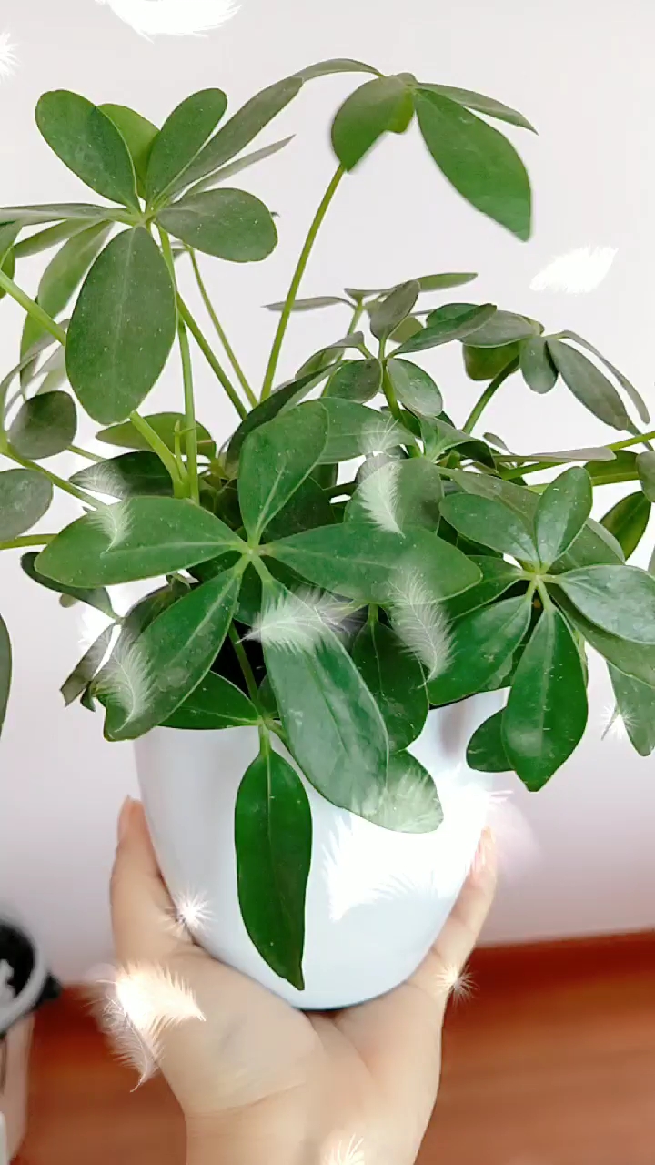 早上好
