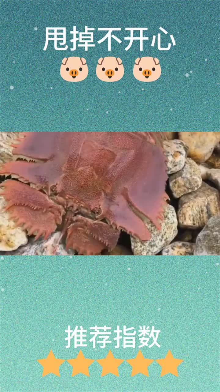 长相这么奇怪的虾,要不是大哥说,我还真想不到是我爱吃的虾!