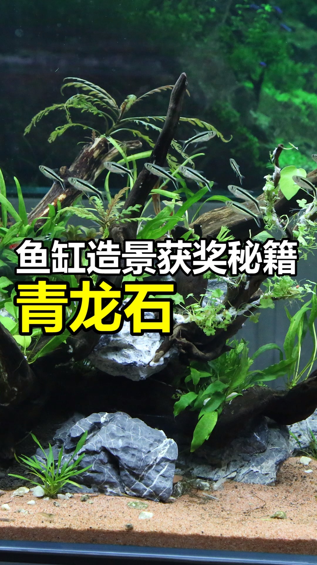 #养鱼#鱼缸什么石头最好看?试试青龙石吧。