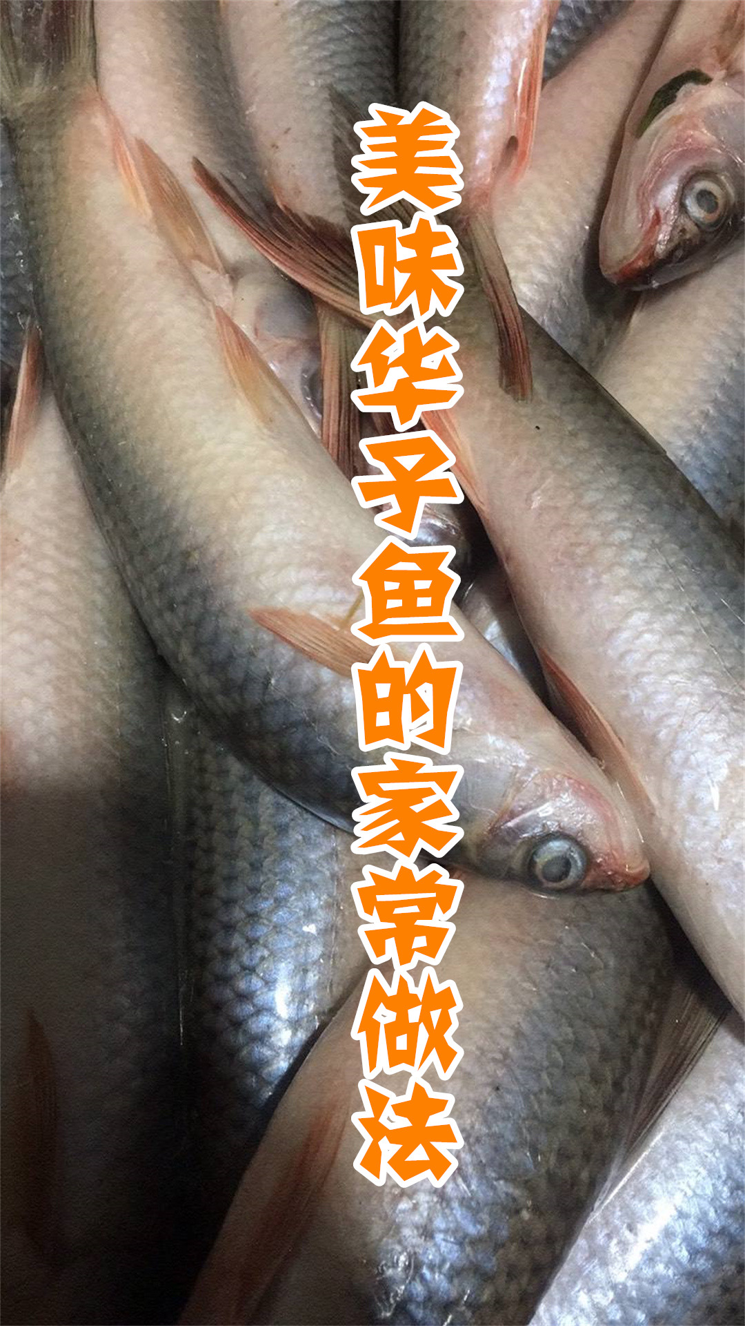 美味华子鱼的家常做法