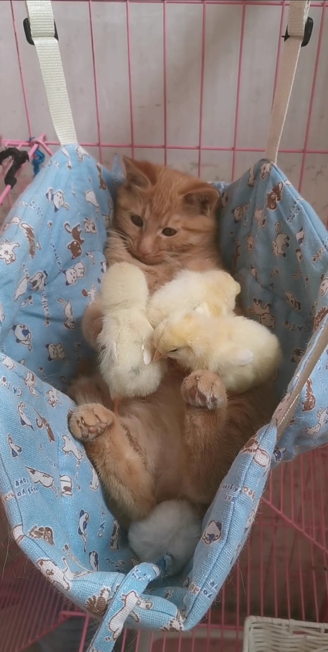 这是小鸡宝宝小时候,猫妹怕它们站不稳还扶着呢
