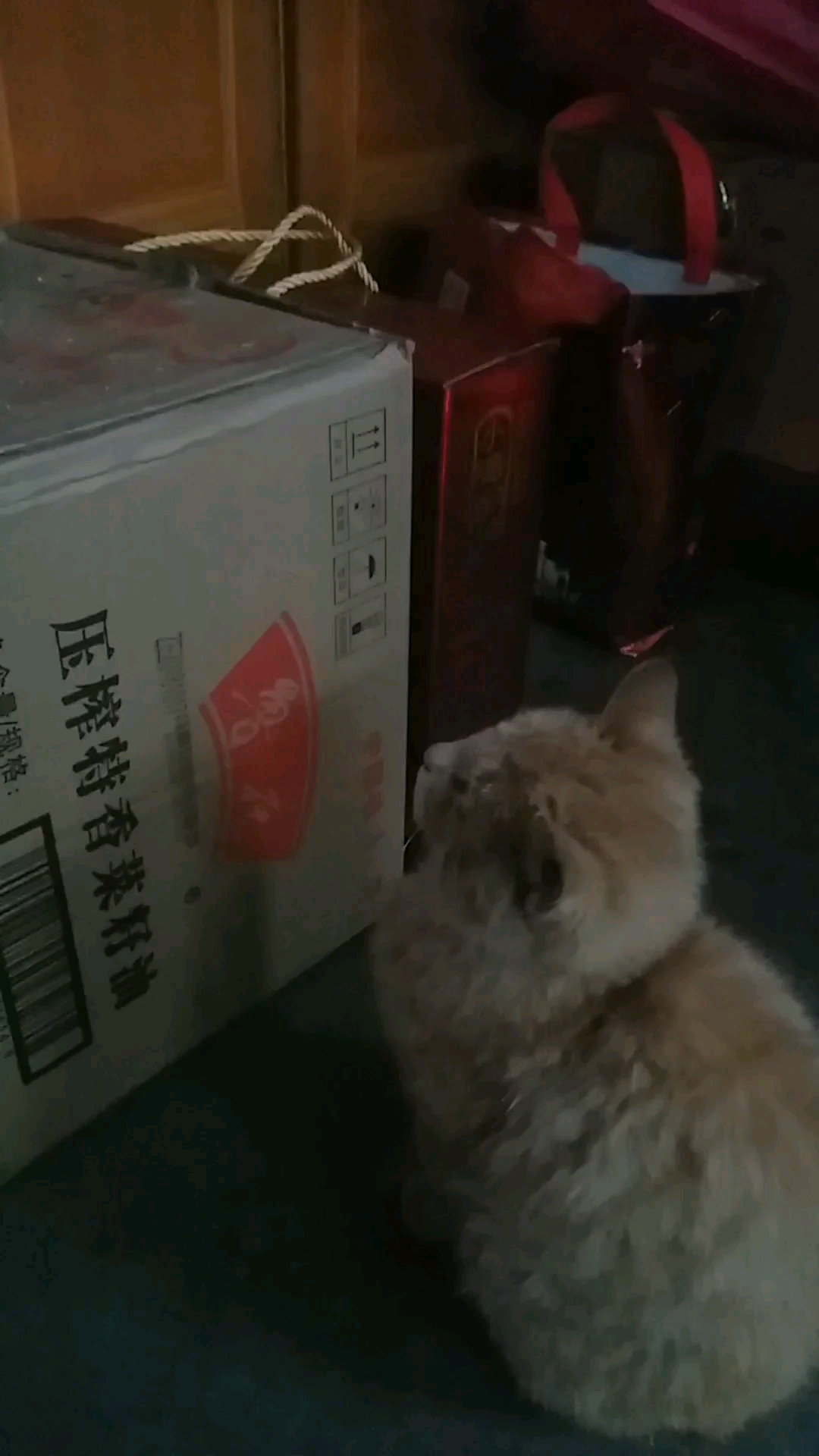 想美事的喵星人～