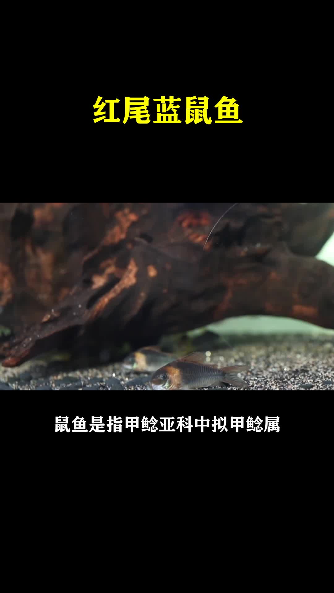 红尾蓝鼠鱼