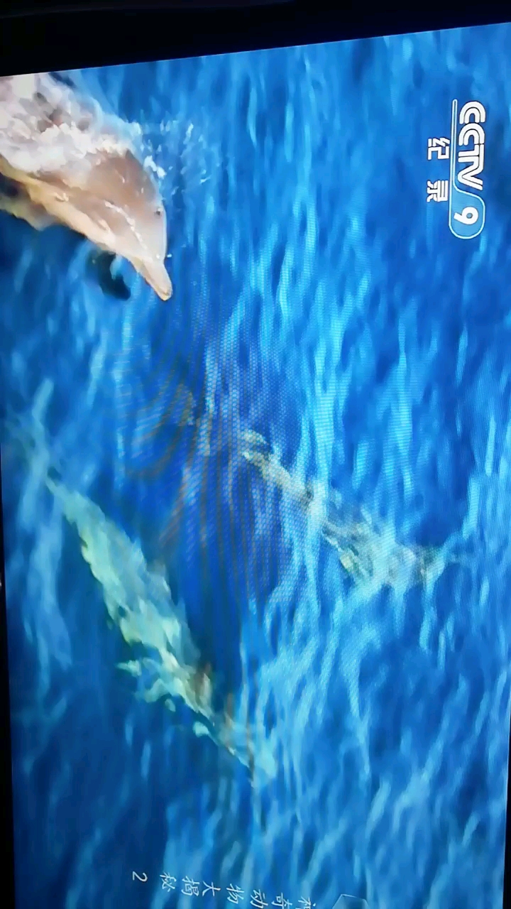 分享视频