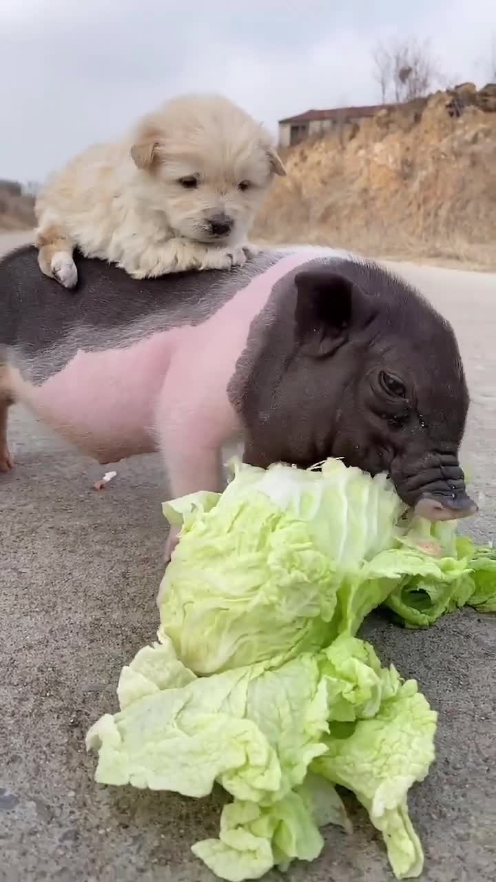 狗狗看着好好的白菜让小猪猪吃了