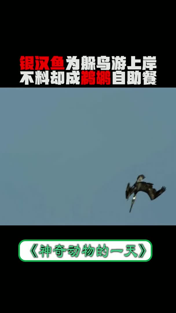 #我要上热门#动物世界奇观(398)