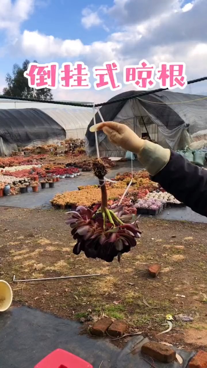 #有一种可爱叫多肉!#欧紫法师,上盆三部曲,快来看一看吧!