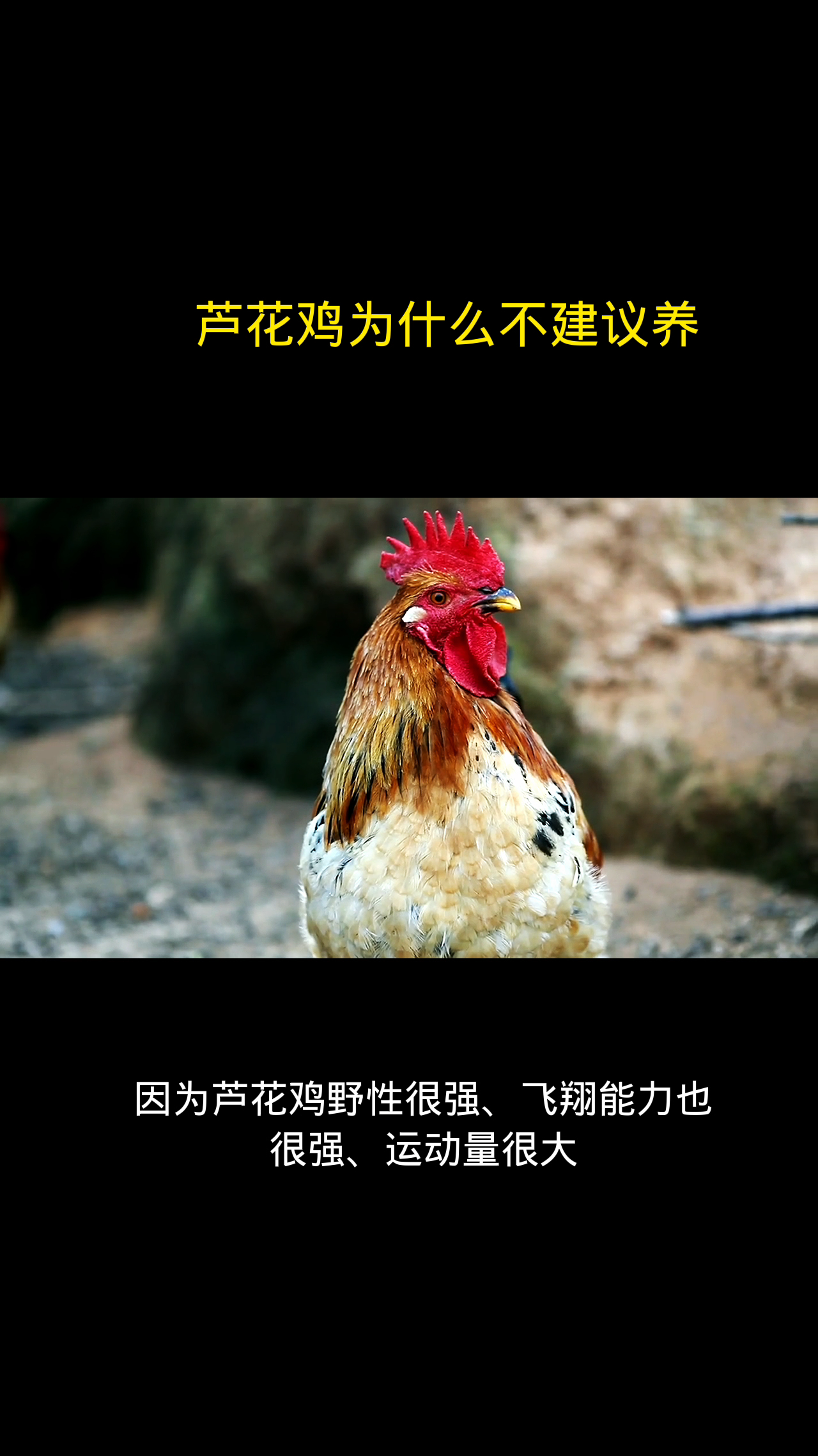 芦花鸡为什么不建议养
