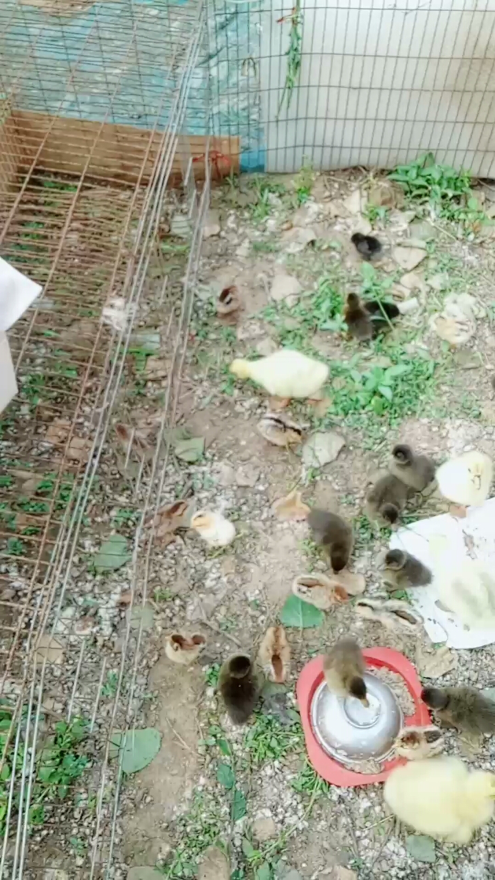 小鹅,小鸭,小鸡多可爱,多活泼啊