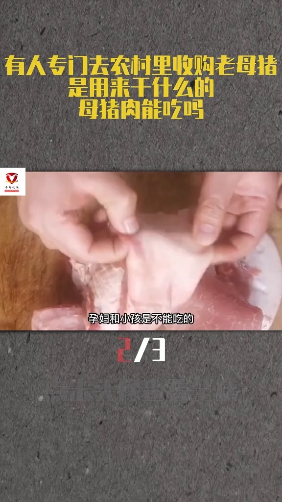 有人专门去农村里收购老母猪,是用来干什么的?母猪肉能吃吗?