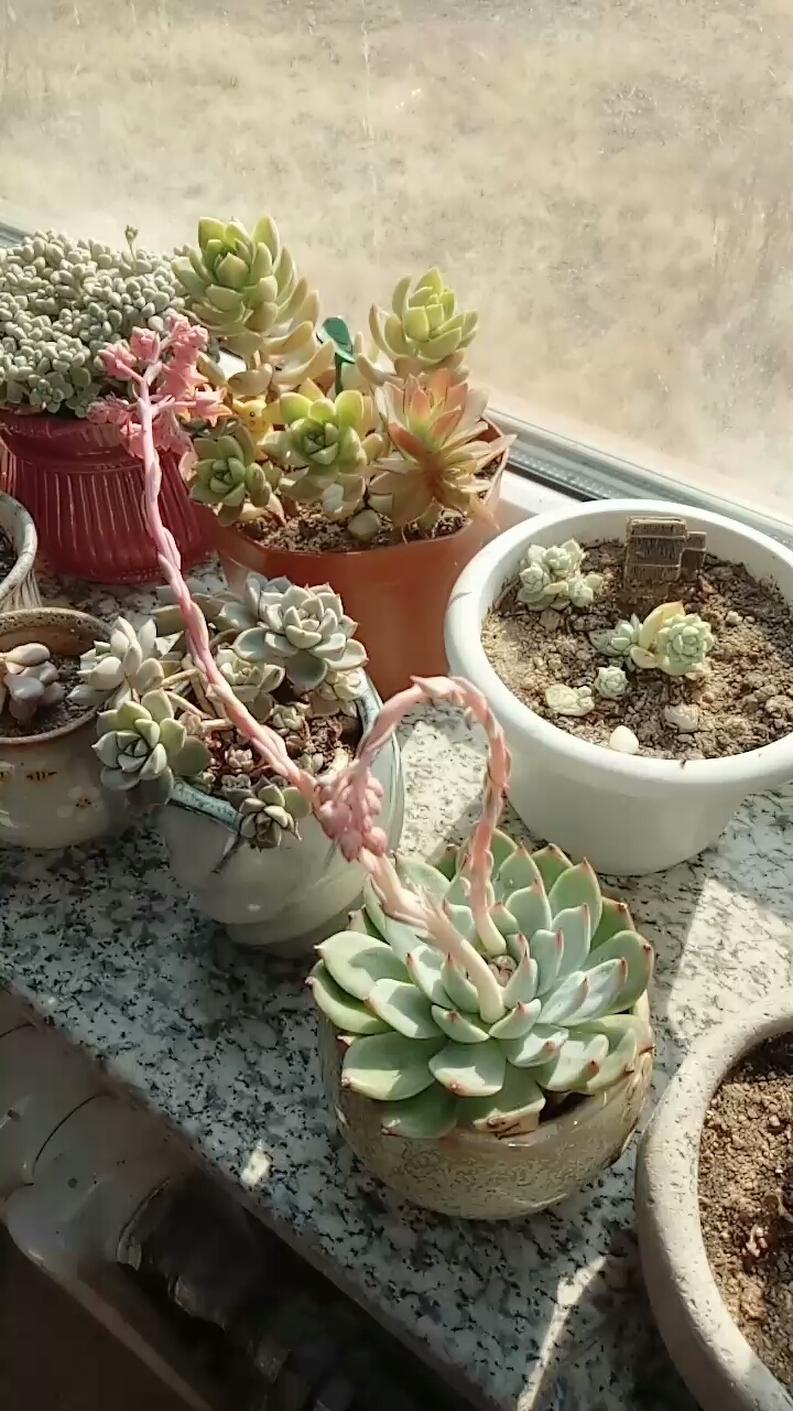 鸡娃娃