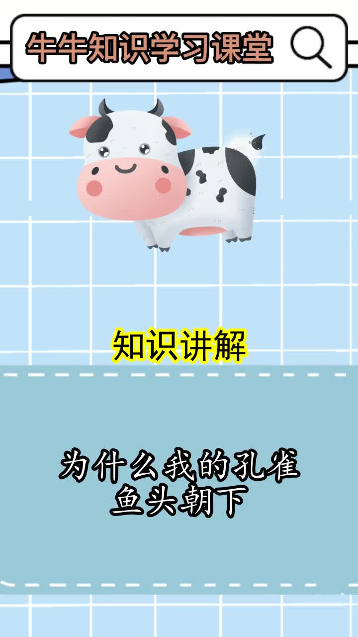 为什么我的孔雀鱼头朝下