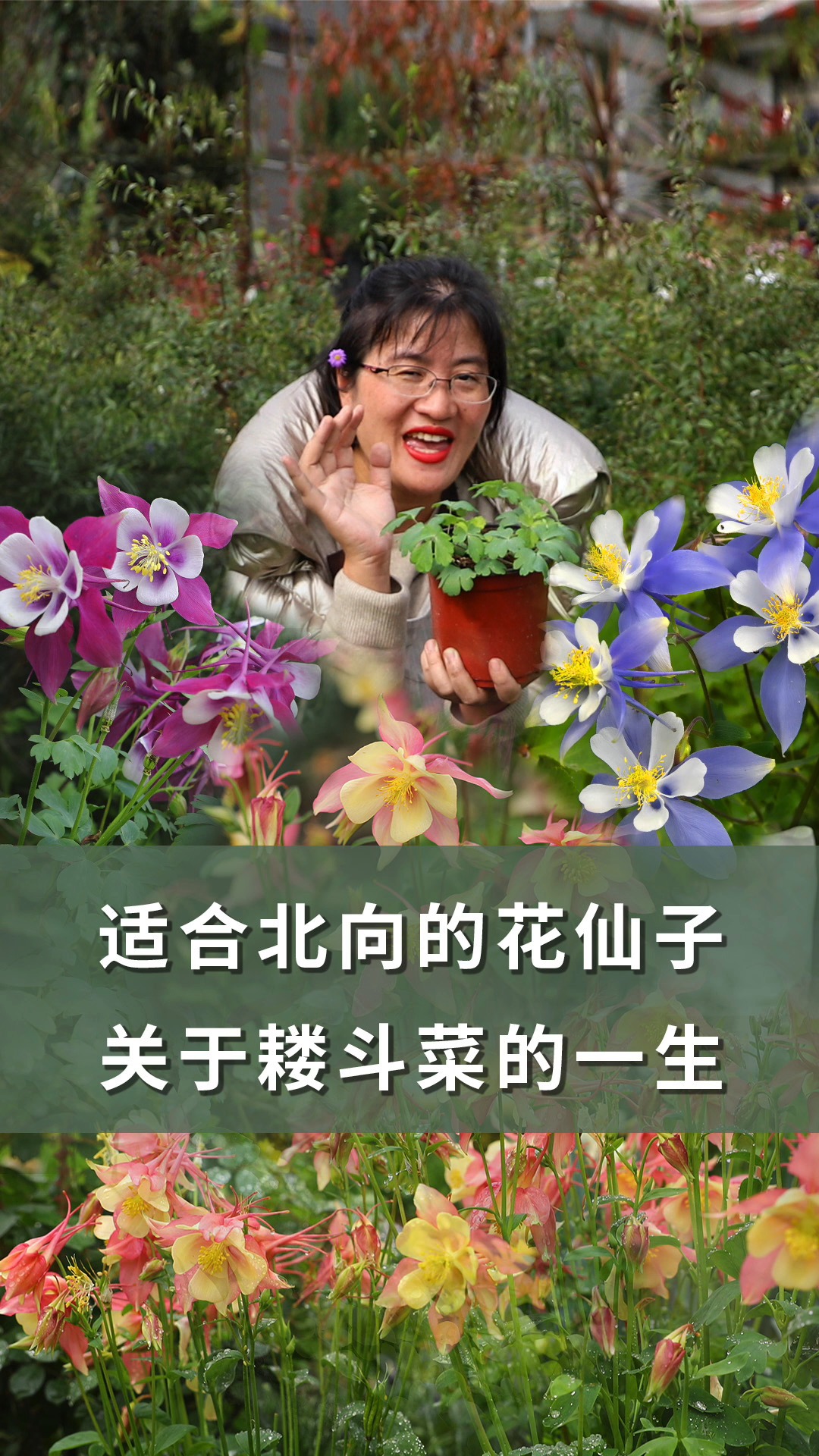 【海妈园艺课堂】适合北向的花仙子,关于耧斗菜的一生
