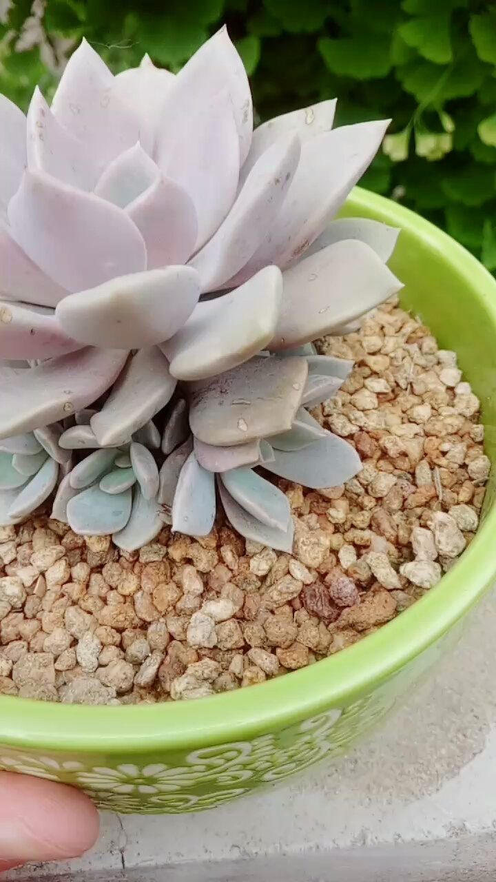 #我的小花园#黛比爆了一圈小芽