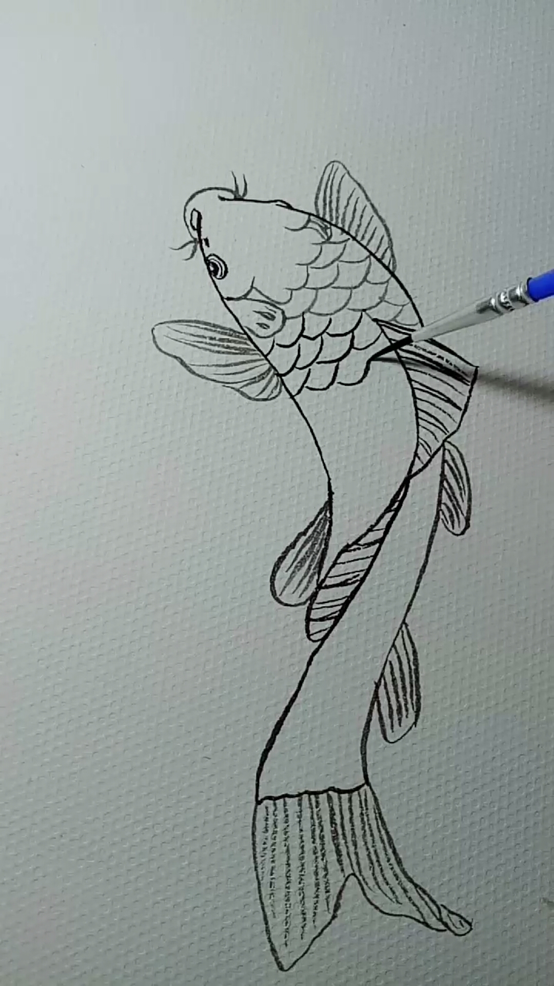 鲤鱼白描画法过程
